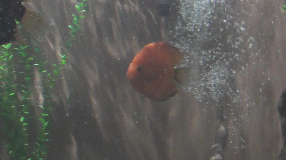 Acuario en Ciudad de México