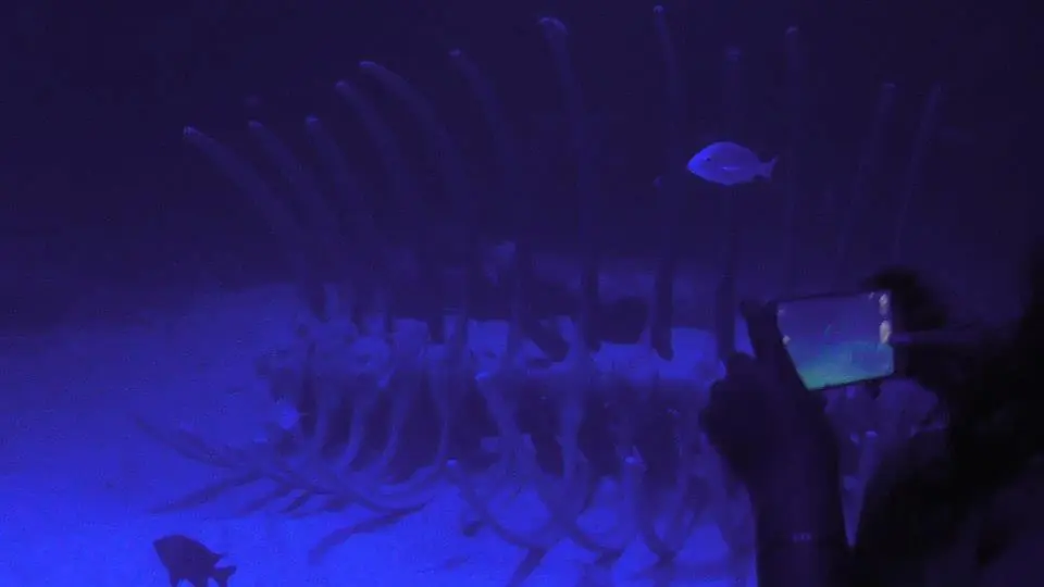 peces