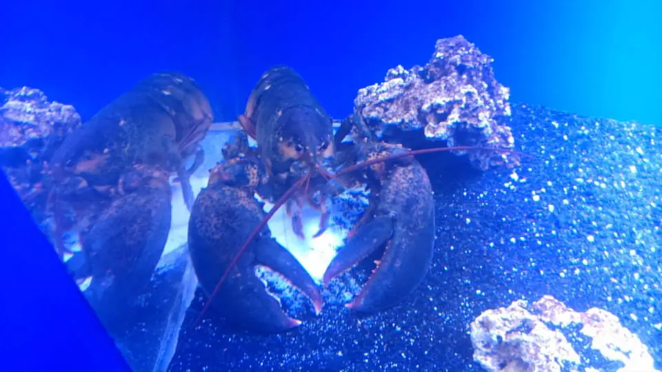 peces
