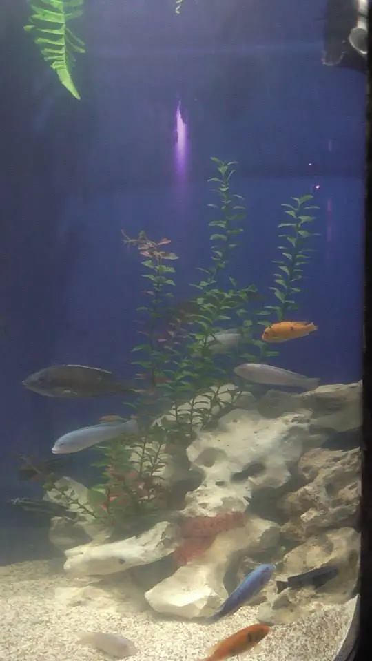 acuario df