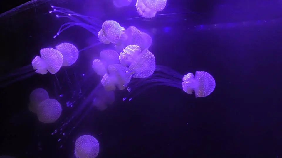 Acuario en Ciudad de México