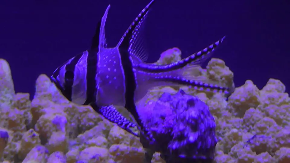 acuario inbursa