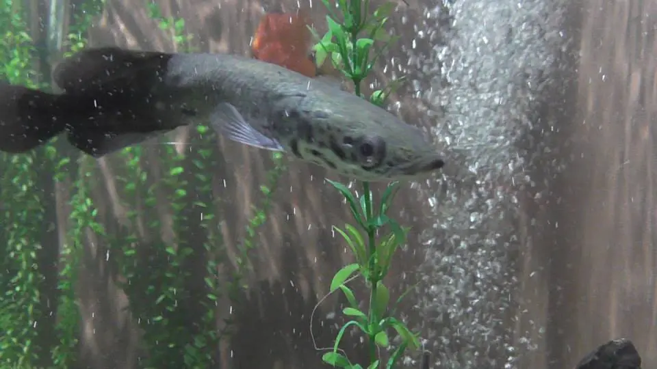 acuario inbursa