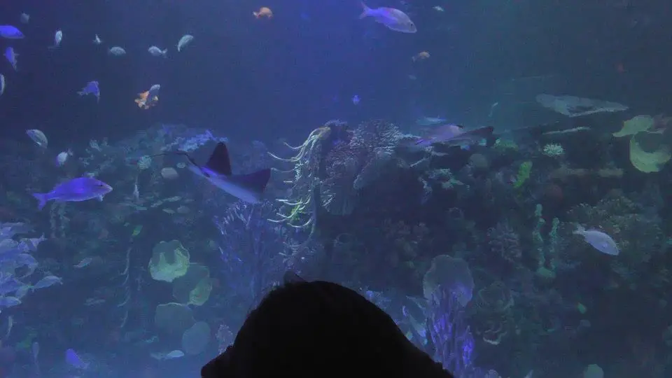 acuario inbursa