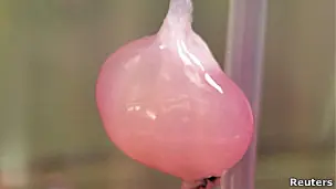 Crean riñón de laboratorio