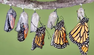 Sorprendete con estas 20 curiosidades de la naturaleza