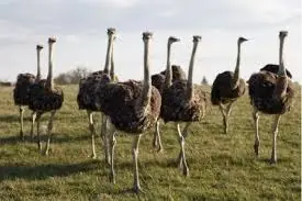 naturaleza cuiriosidades