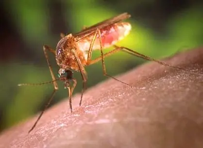 Sorprendete con estas 20 curiosidades de la naturaleza