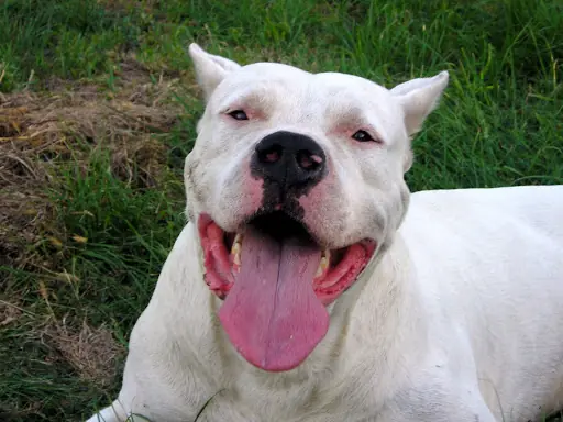 perro