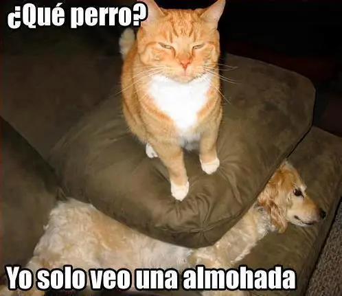 imagenes chistosas