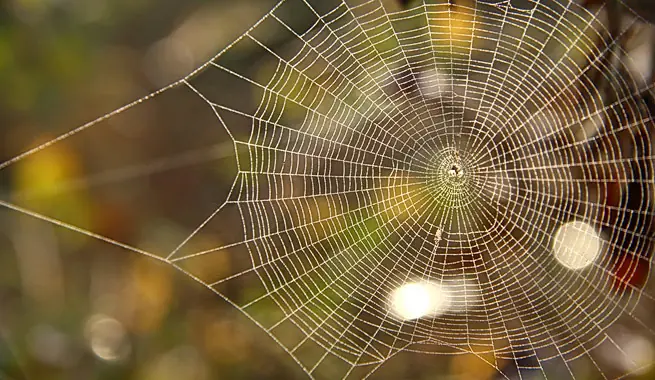 Sorprendete con estas 20 curiosidades de la naturaleza
