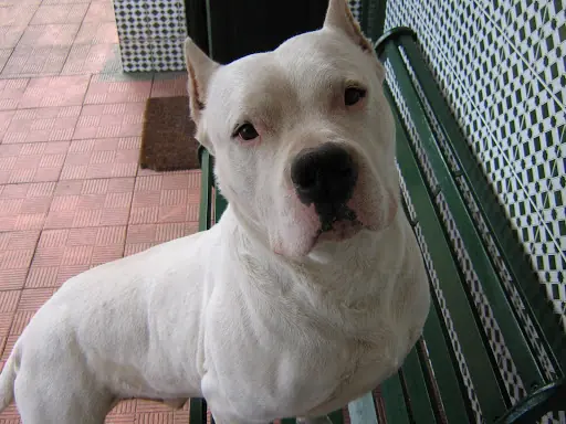 Dogo argentino