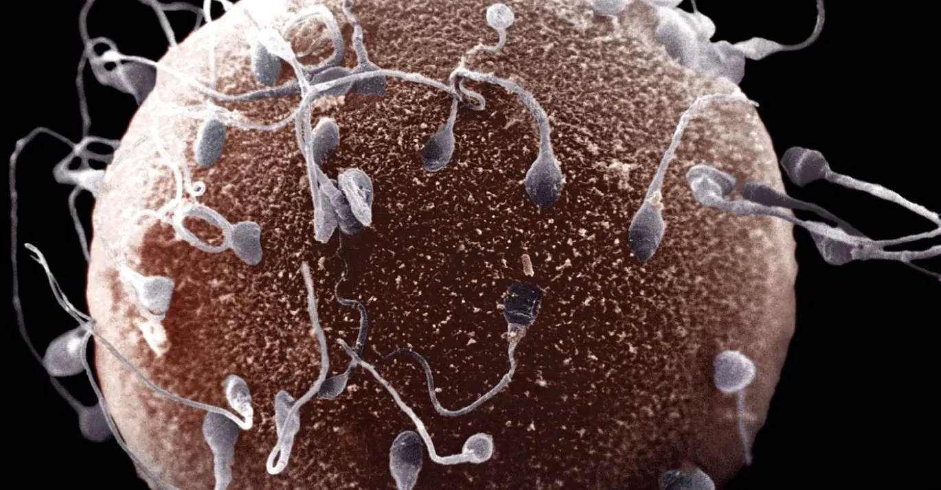 Beneficios del semen para las mujeres