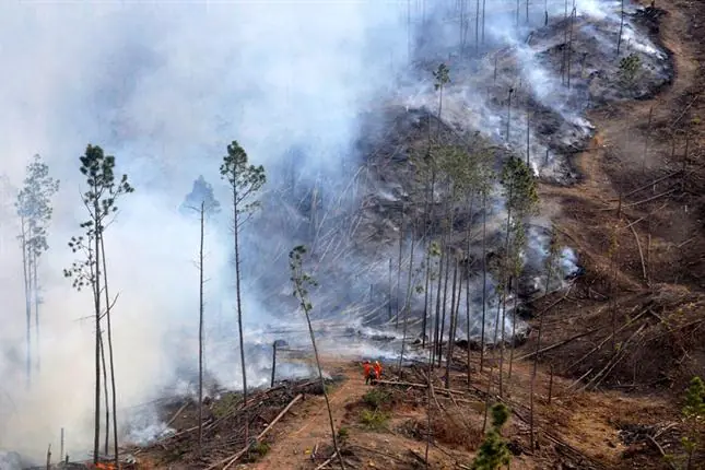 forestal