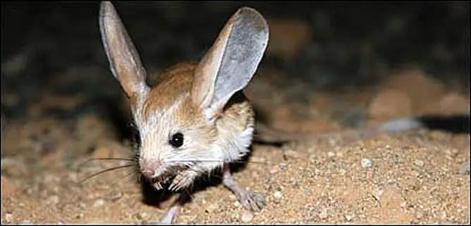 animalitos