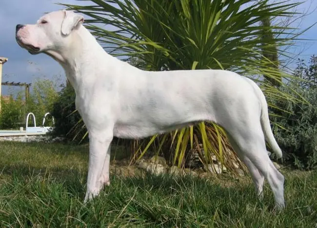 Dogo argentino