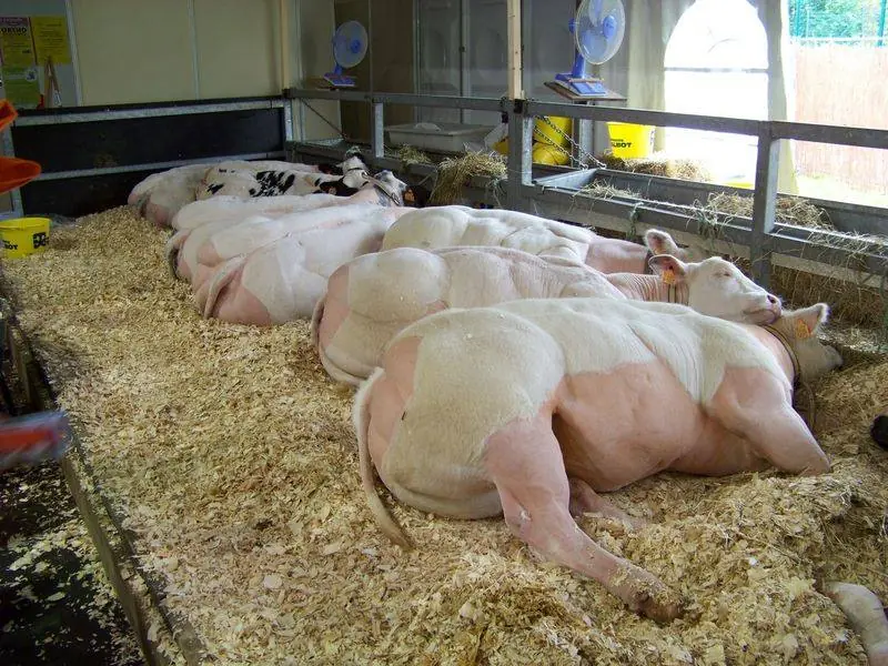 Las vacas "Arnold Schwarzenegger" pura papota...
