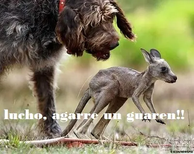 meme