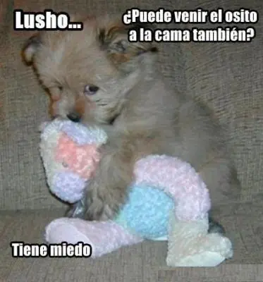 lucho