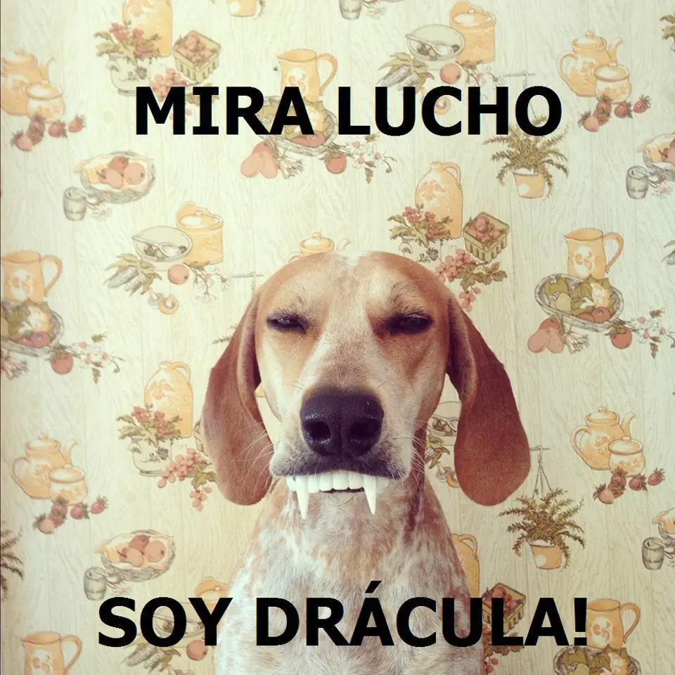 lucho
