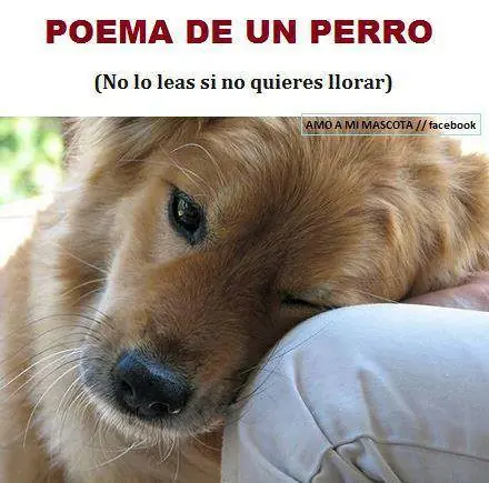 Poema de un perro.