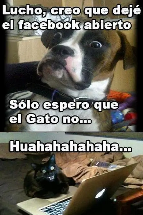 memes