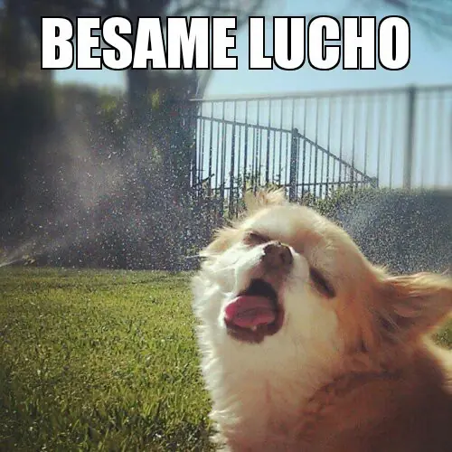 Entra y divierte, Megapost de Lucho