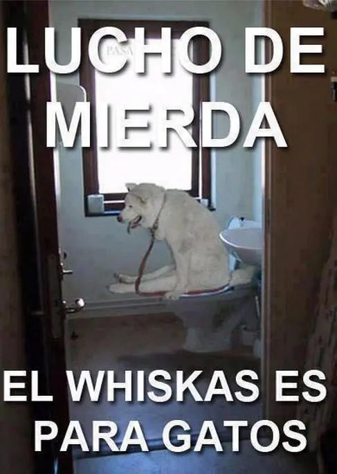 lucho