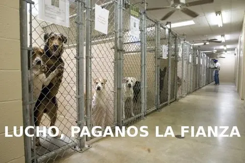 lucho