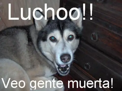 humor