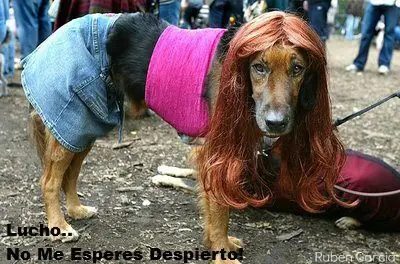 Entra y divierte, Megapost de Lucho