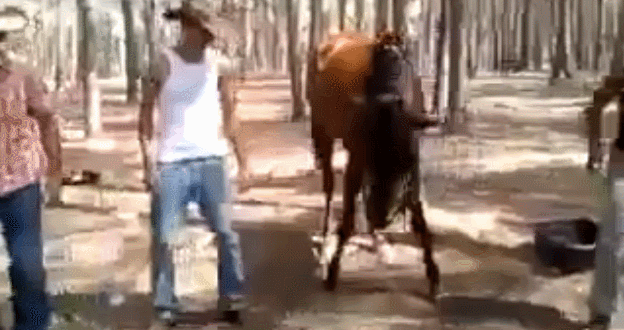 gifs sorprendentes