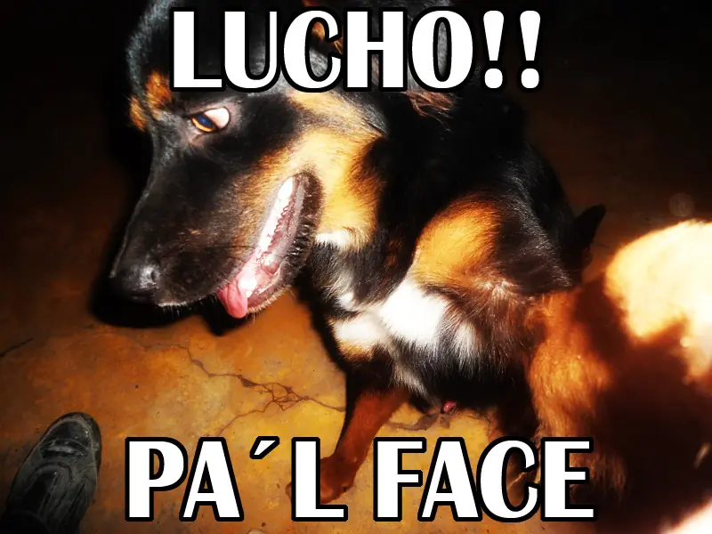 meme