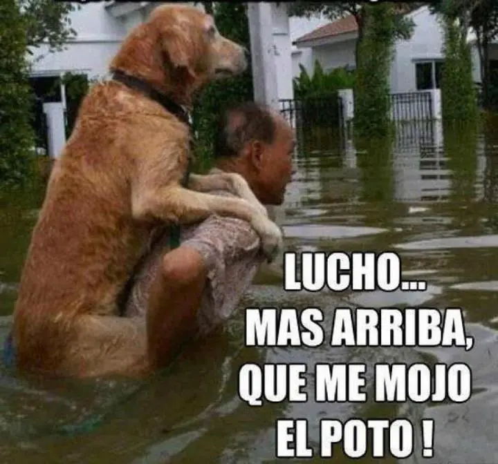 imagenes
