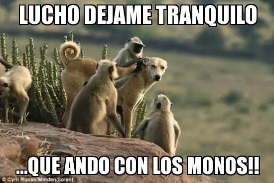meme