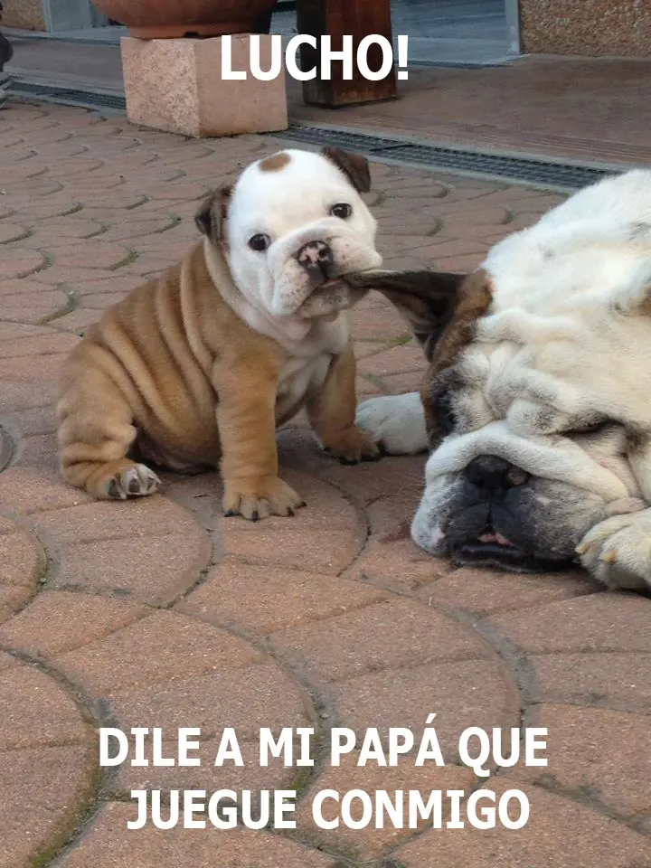 memes