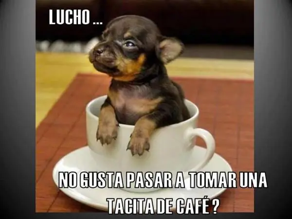 humor