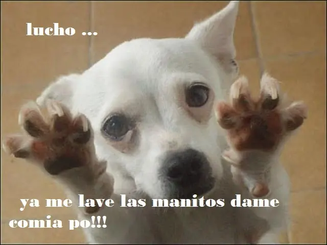 humor