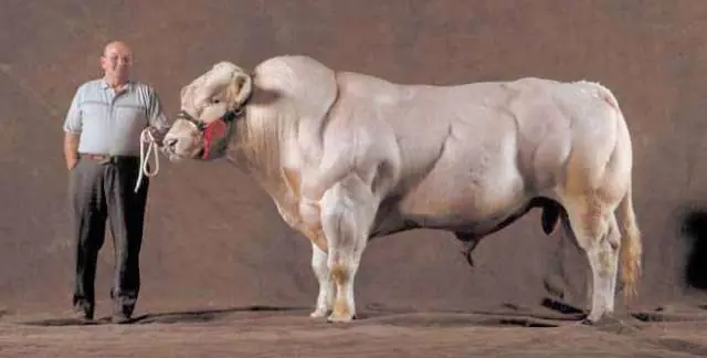 Vacas
