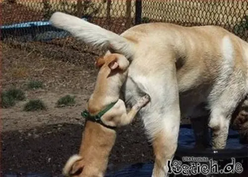 Variadito de Funny Pics [Megapost]