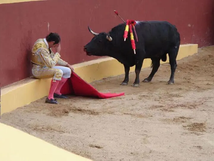 10 Razones para prohibir la tauromaquia