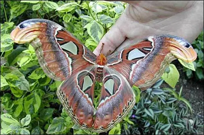 insectos