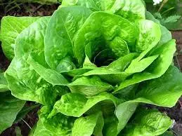 vegetales