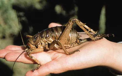 insectos