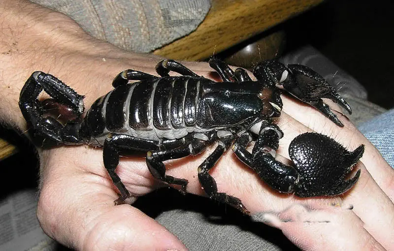 insectos