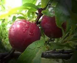 frutas