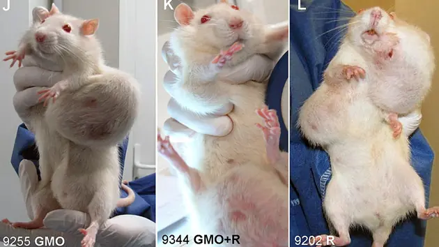 El maíz de Monsanto causa terribles tumores en ratones