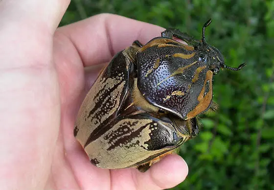 insectos gigantes