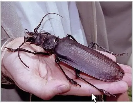 arañas