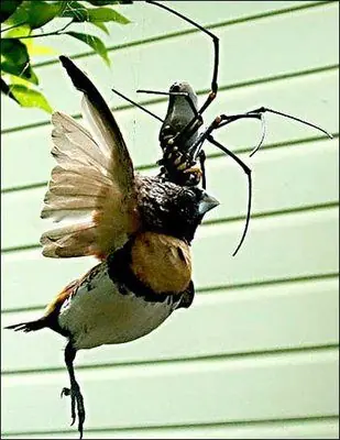 insectos gigantes